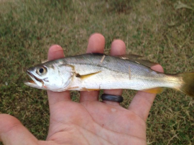 Seatrout, Sand Wes Ketchum